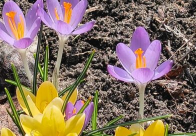 Komunikat dotyczący użytkowników poczty @pol-pat.pl